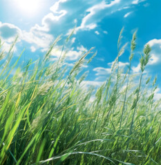 Obraz premium A field of grass, bright blue sky and clouds. Generative Ai Illustration.