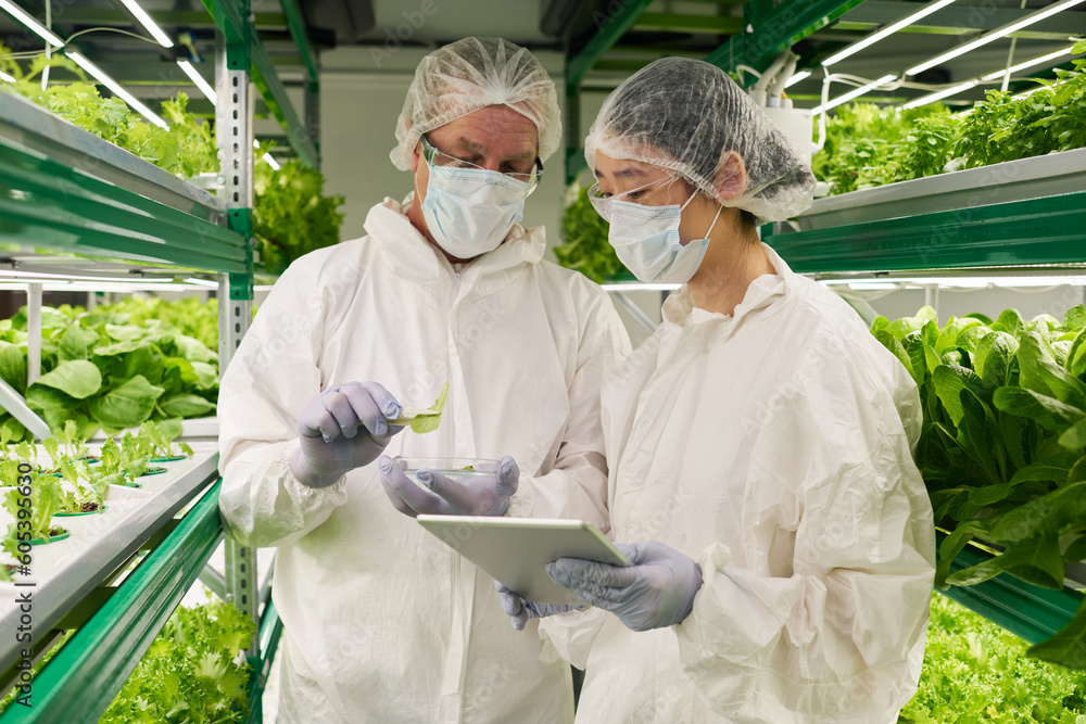 Poster Two scientists in hazmat suits and protective masks studying characteristics of new sort of lettuce or other leafy vegetables growing in vertical farm