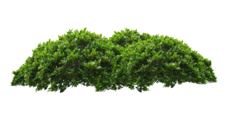 Zelfklevend Fotobehang green bush isolated transparency background.  © moderngolf1984