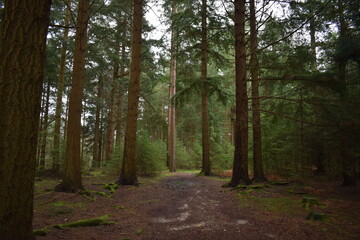 Obraz premium Trees in the forest