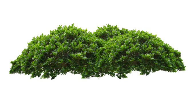 green bush isolated transparency background.	