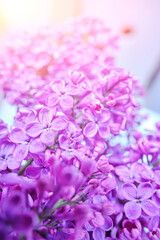 Blooming lilac in bright rays sun.Beautiful, spring lilac background with flowers.