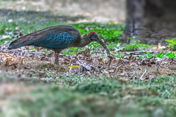 A Red-naped Ibis