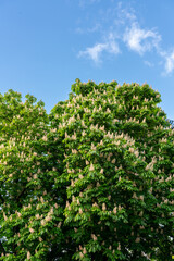 Naklejka premium Close-up of a beautiful flowering horse chestnut tree against a blue sky