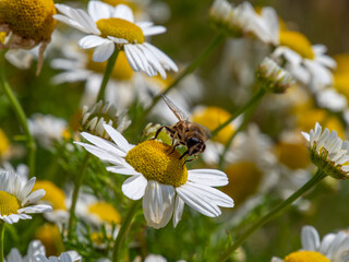 fly sits on a white daisy flower on a summer day. Insect on a flower close-up. Hover flies, also...