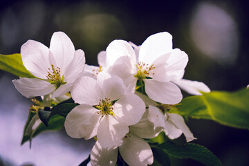 Fototapeta na wymiar White flowers of blooming apple tree against background young green foliage.