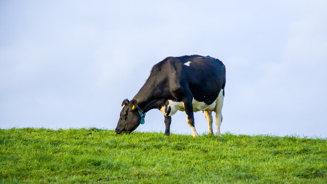 black and white cow grazes on a green Irish meadow.