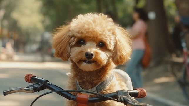 Poodle puppy on a sunny morning. Generative AI