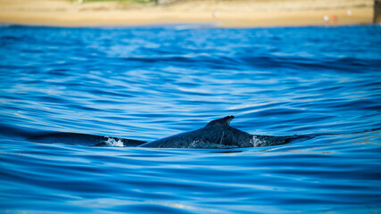 Happy whale on a whale watching touristic tour 