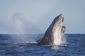 Naklejka premium Happy whale on a whale watching touristic tour 