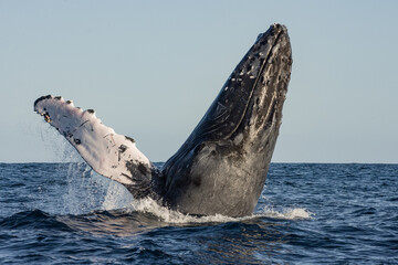 Fototapeta premium Happy whale on a whale watching touristic tour 