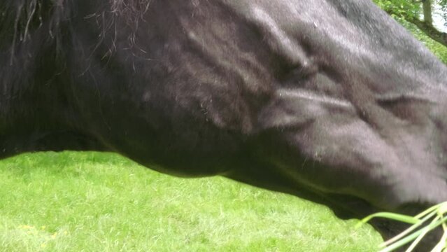 close-up of male hands feed with fresh green grass beautiful brown horse, shiny skin, animal gently takes food with its lips, domestic horse equine family, Equidae of equids order, concept horsepower