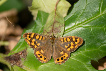 Yellow and black butterfly with round patterns on the wings on top of a green leaf in the forest on a sunny day of summer or spring