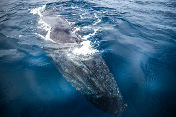 Naklejka premium Happy whale on a whale watching touristic tour 
