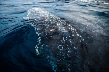 Obraz premium Happy whale on a whale watching touristic tour 