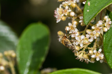 A bee stands on top of a bunch of flowers on a sunny spring or summer day in a garden