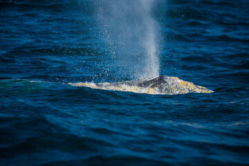 Happy whale on a whale watching touristic tour 
