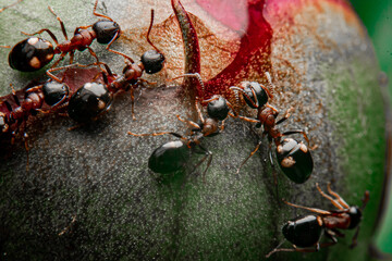 ants on the leaf