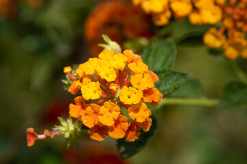 Beautiful colored macro wildflowers in the garden on a sunny day in summer or spring
