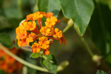 Beautiful colored macro wildflowers in the garden on a sunny day in summer or spring