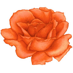 watercolor illustration of red rose
