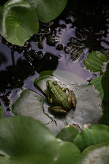 Green frog staying on the center of a green leaf floating on the water of a little lake