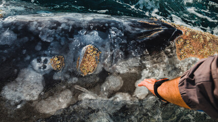 Happy and famous whale on a whale watching touristic tour