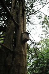 birdhouse in the woods