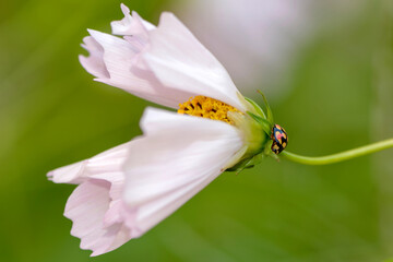 Coccinelle sur une fleur