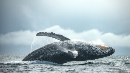 Obraz premium Happy and famous whale on a whale watching touristic tour