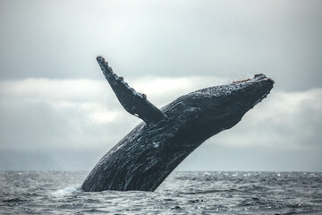 Obraz premium Happy and famous whale on a whale watching touristic tour