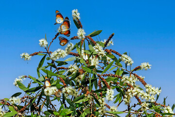Petits monarques en vol