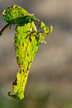 Chenilles en train de ravager des feuilles 