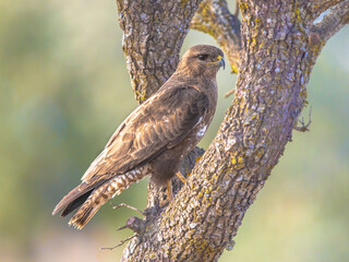 Common Buzzard perched in tree