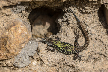 Dark common wall lizard