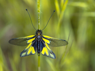 Owly sulphur insect
