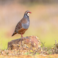 Red Legged Partridge Standing Guard