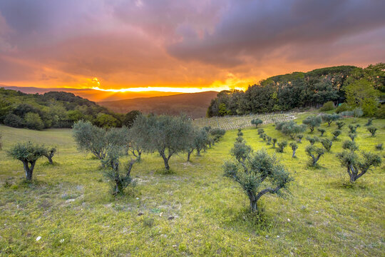 Sunset over olive grove