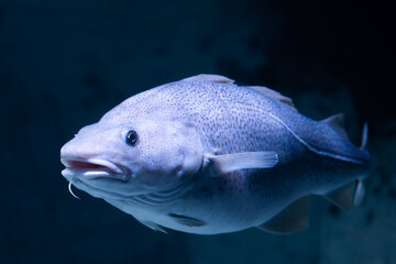 Atlantic cod underwater © Adrian