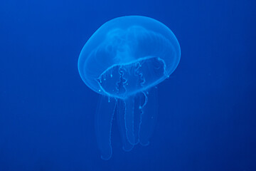 common jellyfish in the ocean under water