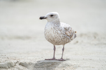 Glaucous gull on white beach