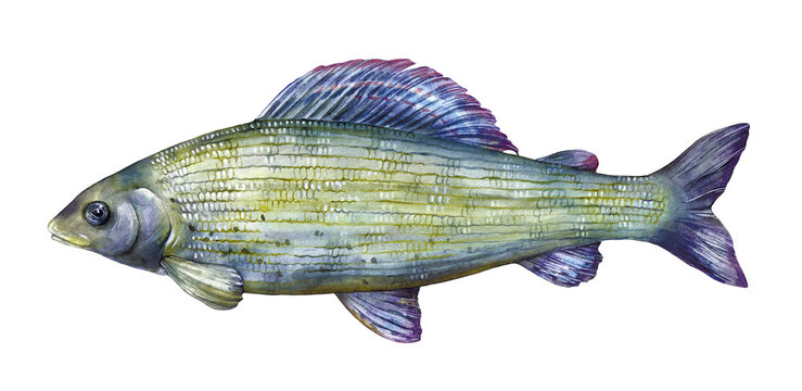 Watercolor grayling or European grayling (Thymallus thymallus). Hand drawn fish illustration isolated on white background.