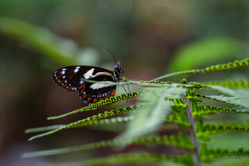 Butterfly on fern