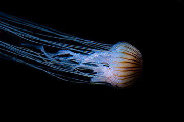 compass jellyfish with black background floating underwater © Adrian