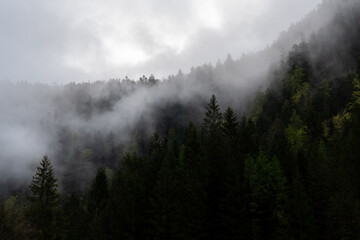 Forest on the mountain with fog in dark green