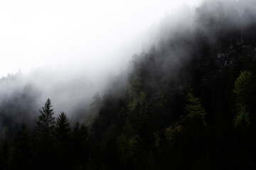 Forest on the mountain with fog in dark green