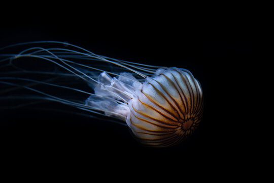 compass jellyfish with black background floating underwater