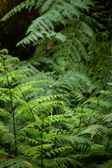 Fern close up with a blur view. Jungle concept.