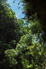 Gorge full of green foliage, plants and vegetation. Jungle concept. Canary Island.