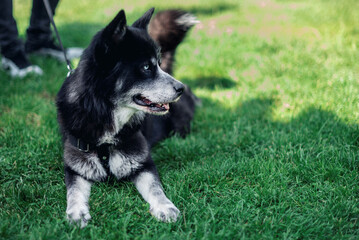 Siberian husky puppy is sitting on the grass in park, close up, outdoor photography